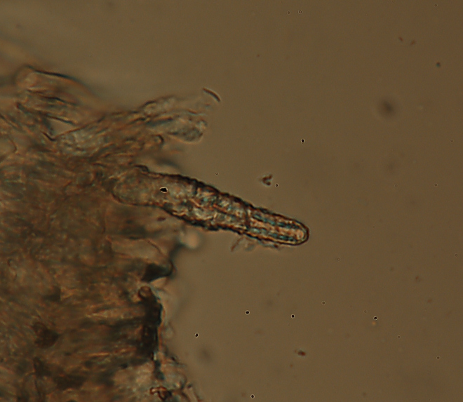 Lignicolo da determinare (Irpex lacteus)